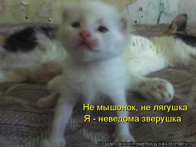 Не мышонок, не лягушка Я - неведома зверушка... Котоматрица: Не мышонок, не лягушка Я - неведома зверушка