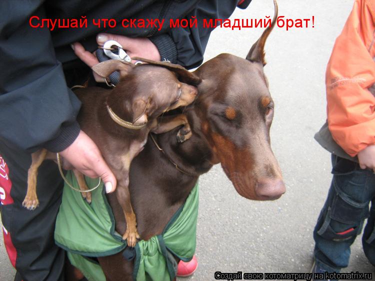 Слушай что скажу мой младший брат!... Котоматрица: Слушай что скажу мой младший брат!