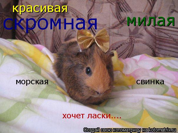 красивая милая скромная хочет ласки.... морская свинка... Котоматрица: красивая милая скромная хочет ласки.... морская свинка