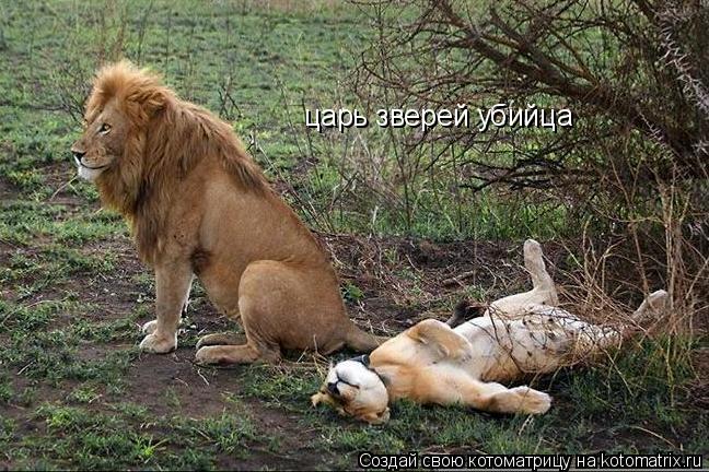 царь зверей убийца... Котоматрица: царь зверей убийца