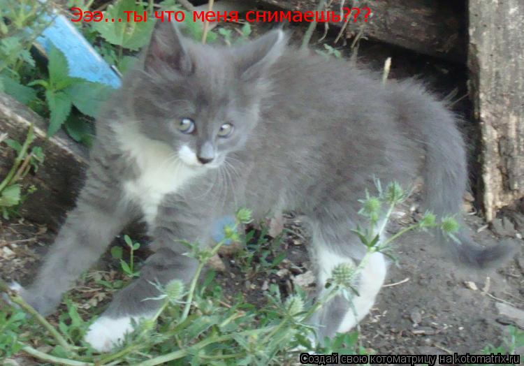 Эээ...ты что меня снимаешь???... Котоматрица: Эээ...ты что меня снимаешь???