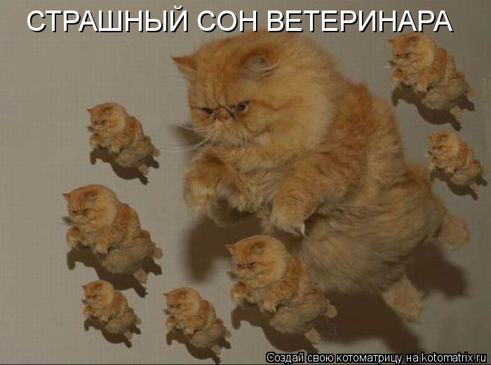 СТРАШНЫЙ СОН ВЕТЕРИНАРА... Котоматрица: СТРАШНЫЙ СОН ВЕТЕРИНАРА