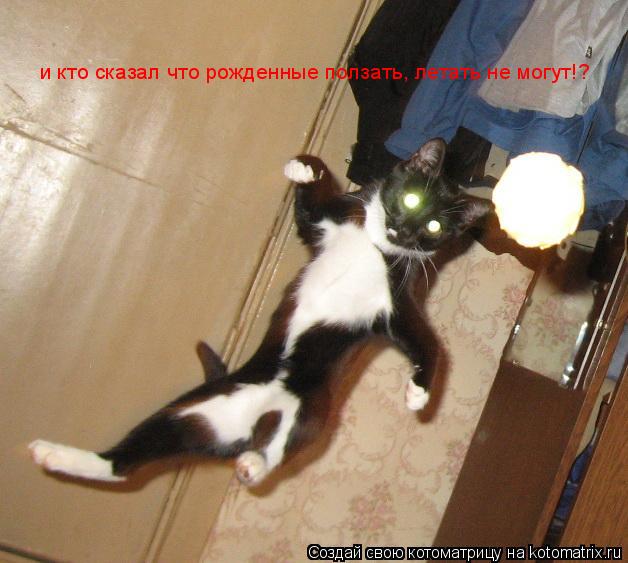 и кто сказал что рожденные ползать, летать не могут!?... Котоматрица: и кто сказал что рожденные ползать, летать не могут!?