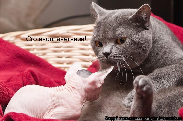 Ого инопланетянин!... Котоматрица: Ого инопланетянин!
