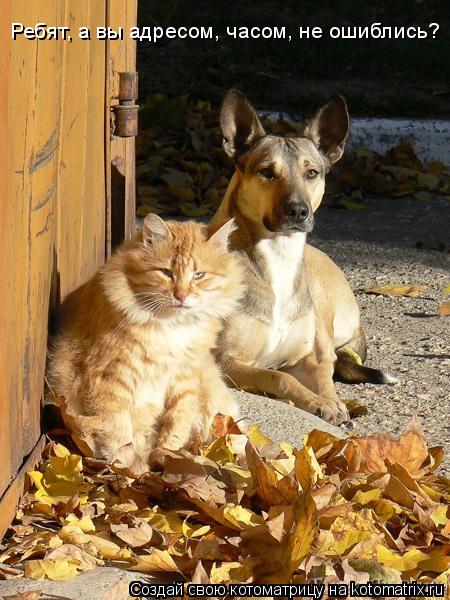 Ребят, а вы адресом, часом, не ошиблись?... Котоматрица: Ребят, а вы адресом, часом, не ошиблись?