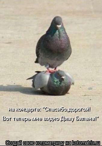 на концерте: "Спасибо,дорогой! Вот теперь мне видно Диму Билана!"... Котоматрица: на концерте: "Спасибо,дорогой! Вот теперь мне видно Диму Билана!"