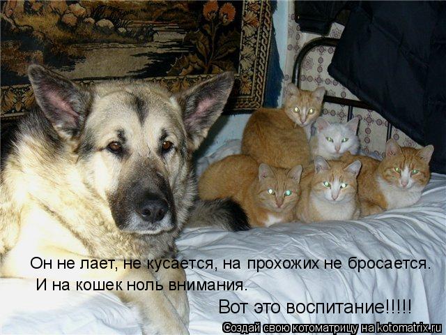 Он не лает, не кусается, на прохожих не бросается. И на кошек ноль внимания. Вот это воспитание!!!!!... Котоматрица: Он не лает, не кусается, на прохожих не бросается. И на кошек ноль внимания. Вот это воспитание!!!!!