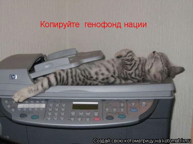 Копируйте генофонд нации... Котоматрица: Копируйте генофонд нации
