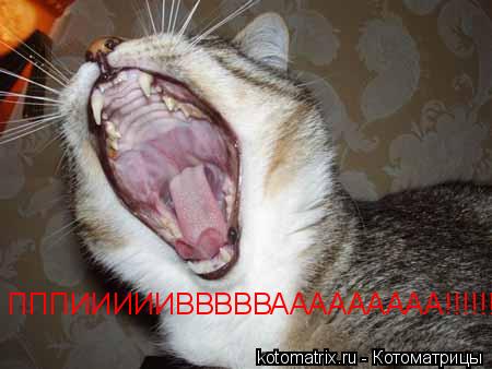 ПППИИИИИВВВВВААААААААА!!!!!!!!... Котоматрица: ПППИИИИИВВВВВААААААААА!!!!!!!!