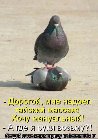 Котоматрица: - Дорогой, мне надоел  тайский массаж! Хочу мануальный! - А где я руки возьму?!