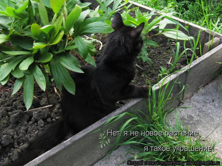 я такое украшение! Нет, я не новое растение,... Котоматрица: я такое украшение! Нет, я не новое растение,