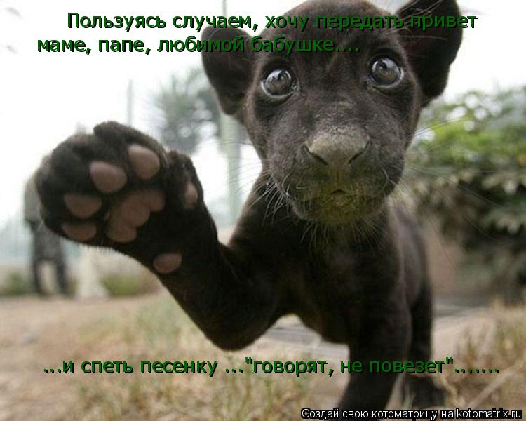 Пользуясь случаем, хочу передать привет маме, папе, любимой бабушке.... ...и спеть песенку ..."говоря... Котоматрица: Пользуясь случаем, хочу передать привет маме, папе, любимой бабушке.... ...и спеть песенку ..."говорят, не повезет".......