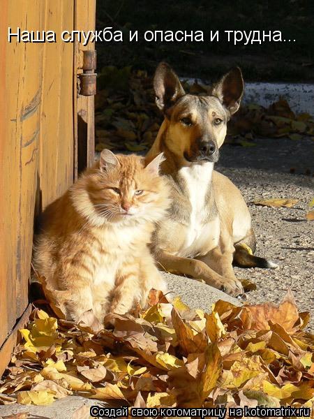 Наша служба и опасна и трудна...... Котоматрица: Наша служба и опасна и трудна...