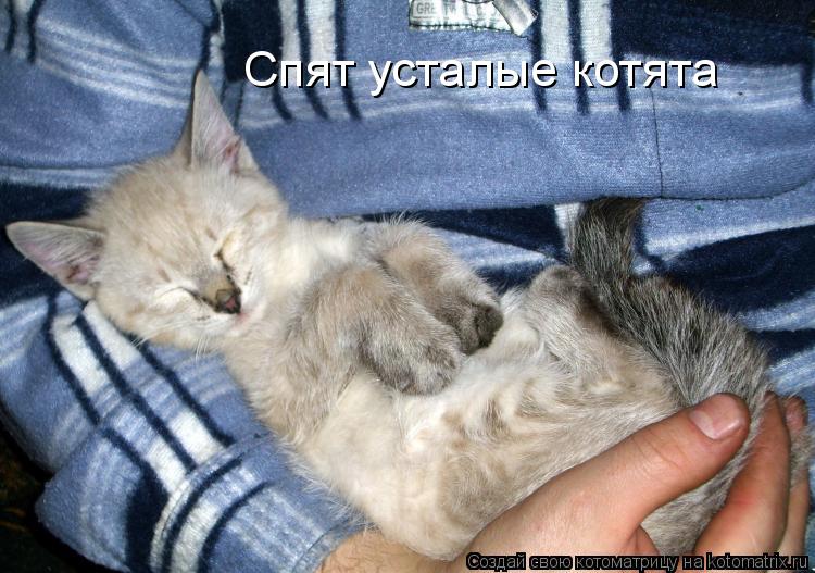 Спят усталые котята... Котоматрица: Спят усталые котята