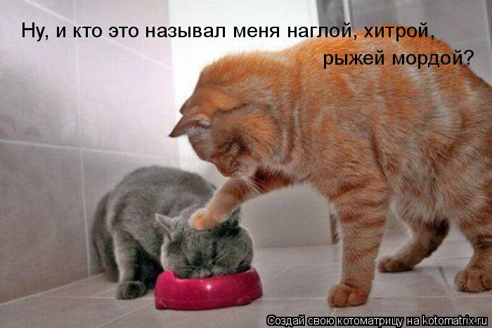 Ну, и кто это называл меня наглой, хитрой, рыжей мордой?... Котоматрица: Ну, и кто это называл меня наглой, хитрой, рыжей мордой?