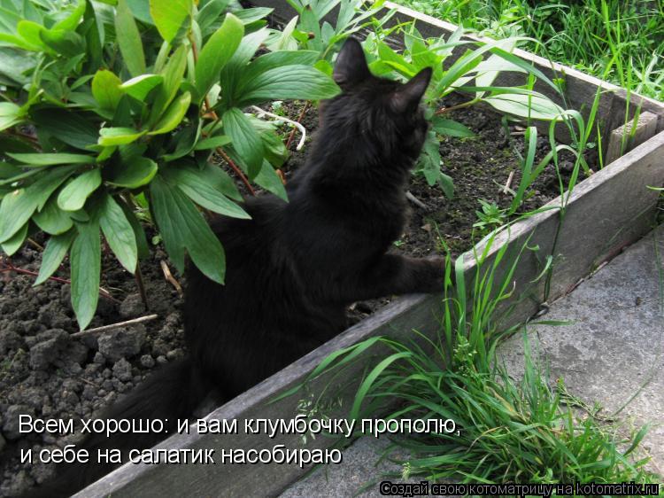 Всем хорошо: и вам клумбочку прополю, и себе на салатик насобираю... Котоматрица: Всем хорошо: и вам клумбочку прополю, и себе на салатик насобираю