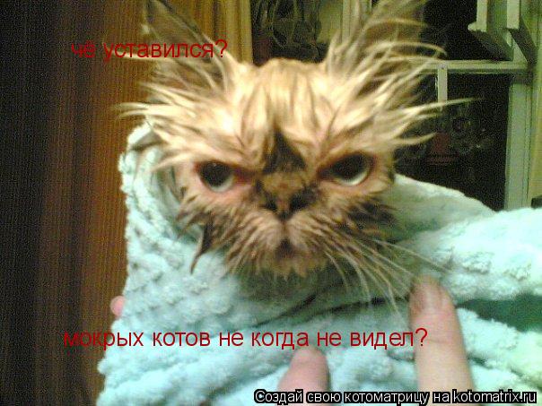 чё уставился? мокрых котов не когда не видел?... Котоматрица: чё уставился? мокрых котов не когда не видел?