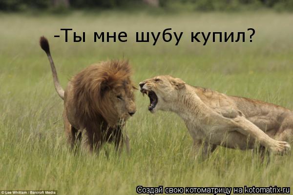 -Ты мне шубу купил?... Котоматрица: -Ты мне шубу купил?