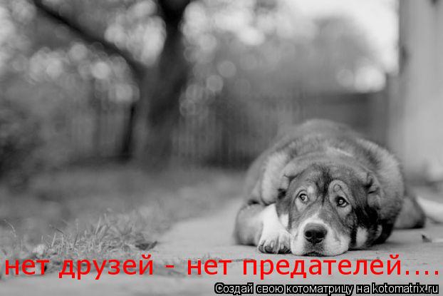 нет друзей - нет предателей....... Котоматрица: нет друзей - нет предателей....