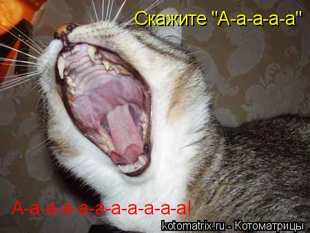 Скажите "А-а-а-а-а" А-а-а-а-а-а-а-а-а-а-а!... Котоматрица: Скажите "А-а-а-а-а" А-а-а-а-а-а-а-а-а-а-а!