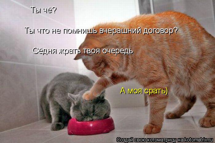 Ты чё? Ты что не помнишь вчерашний договор? Сёдня жрать твоя очередь А моя срать)... Котоматрица: Ты чё? Ты что не помнишь вчерашний договор? Сёдня жрать твоя очередь А моя срать)