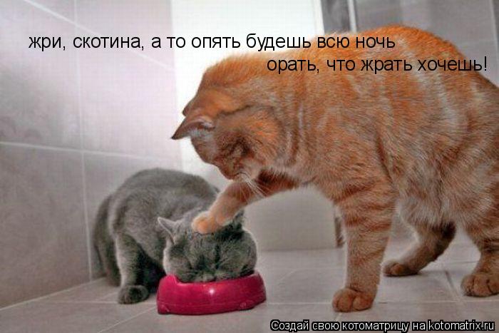 жри, скотина, а то опять будешь всю ночь орать, что жрать хочешь!... Котоматрица: жри, скотина, а то опять будешь всю ночь орать, что жрать хочешь!