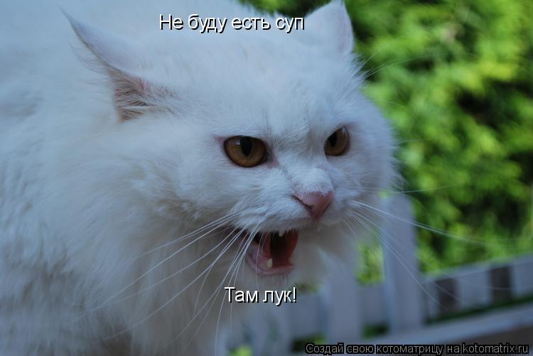 Не буду есть суп Там лук!... Котоматрица: Не буду есть суп Там лук!