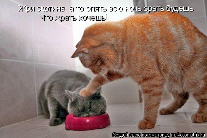 Жри скотина а то опять всю ночь орать будешь Что жрать хочешь!... Котоматрица: Жри скотина а то опять всю ночь орать будешь Что жрать хочешь!
