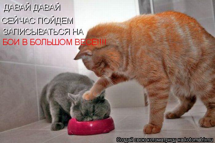 ДАВАЙ ДАВАЙ СЕЙЧАС ПОЙДЕМ ЗАПИСЫВАТЬСЯ НА БОИ В БОЛЬШОМ ВЕСЕ!!!!... Котоматрица: ДАВАЙ ДАВАЙ СЕЙЧАС ПОЙДЕМ ЗАПИСЫВАТЬСЯ НА БОИ В БОЛЬШОМ ВЕСЕ!!!!
