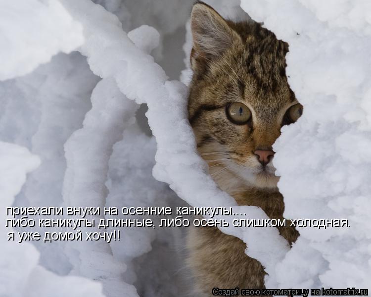 приехали внуки на осенние каникулы.... либо каникулы длинные, либо осень слишком холодная. я уже домо... Котоматрица: приехали внуки на осенние каникулы.... либо каникулы длинные, либо осень слишком холодная. я уже домой хочу!!