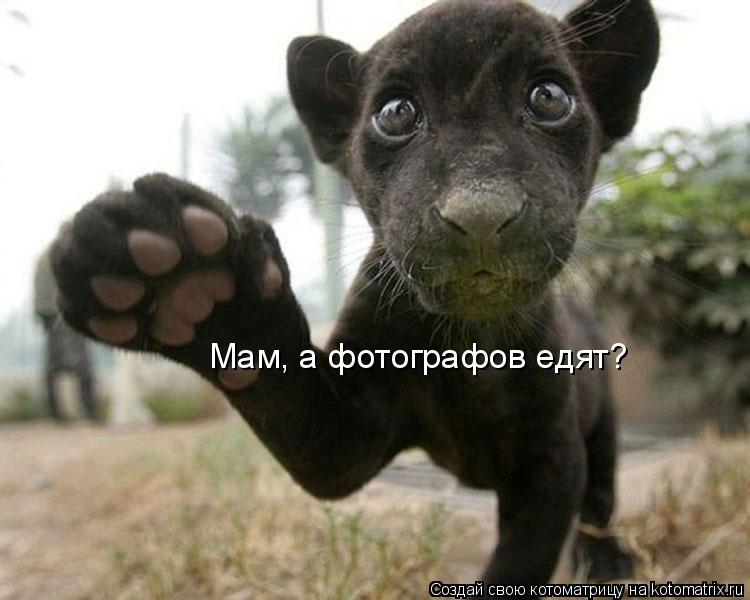 Мам, а фотографов едят?... Котоматрица: Мам, а фотографов едят?