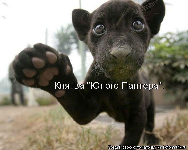 Клятва "Юного Пантера".... Котоматрица: Клятва "Юного Пантера".