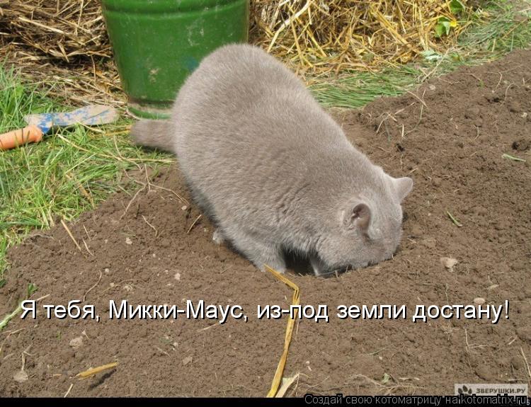 Я тебя, Микки-Маус, из-под земли достану!... Котоматрица: Я тебя, Микки-Маус, из-под земли достану!