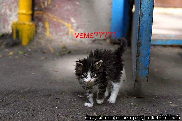 мама?????... Котоматрица: мама?????