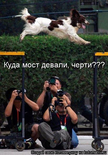 Куда мост девали, черти???... Котоматрица: Куда мост девали, черти???