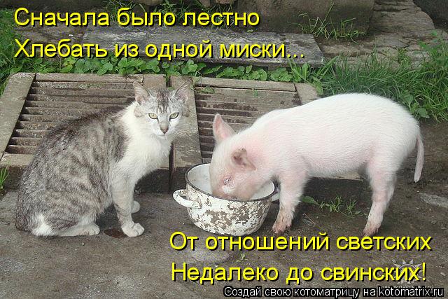 Сначала было лестно Хлебать из одной миски... От отношений светских Недалеко до свинских!... Котоматрица: Сначала было лестно Хлебать из одной миски... От отношений светских Недалеко до свинских!