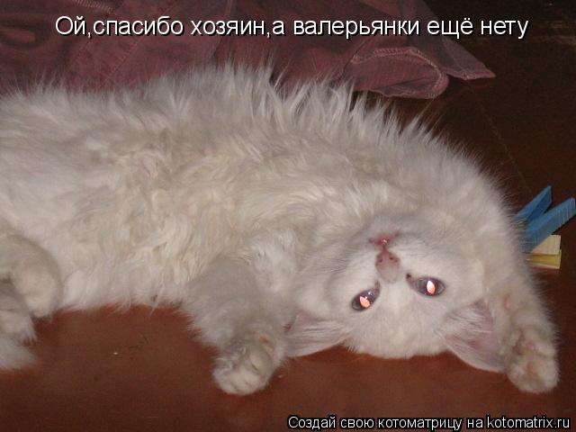Ой,спасибо хозяин,а валерьянки ещё нету... Котоматрица: Ой,спасибо хозяин,а валерьянки ещё нету