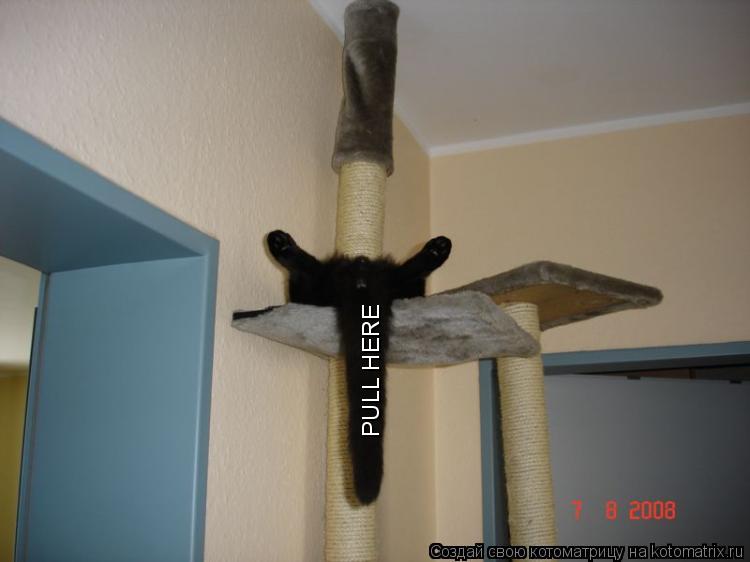 PULL HERE... Котоматрица: PULL HERE