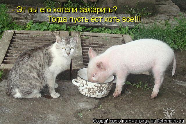 - Эт вы его хотели зажарить? Тогда пусть ест хоть все!!!... Котоматрица: - Эт вы его хотели зажарить? Тогда пусть ест хоть все!!!