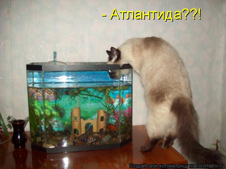 - Атлантида??!... Котоматрица: - Атлантида??!