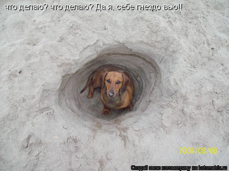 что делаю? что делаю? Да я, себе гнездо вью!!... Котоматрица: что делаю? что делаю? Да я, себе гнездо вью!!