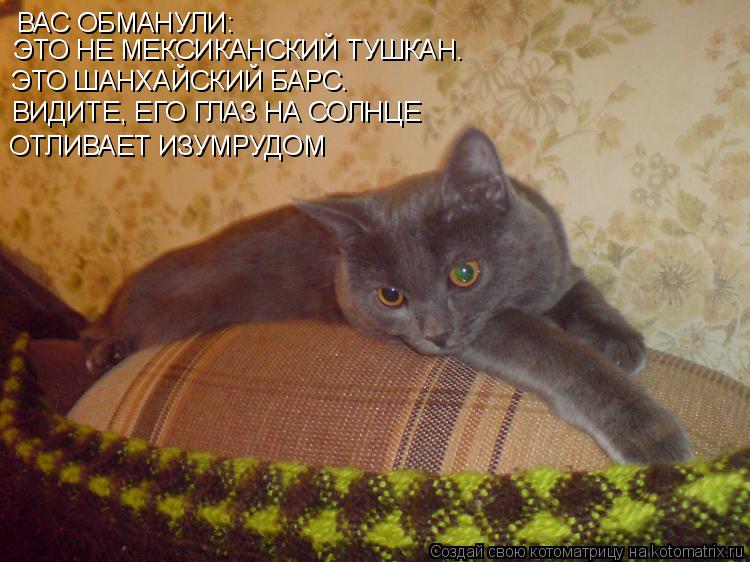 ВАС ОБМАНУЛИ: ЭТО НЕ МЕКСИКАНСКИЙ ТУШКАН. ЭТО ШАНХАЙСКИЙ БАРС. ВИДИТЕ, ЕГО ГЛАЗ НА СОЛНЦЕ ОТЛИВАЕТ ИЗ... Котоматрица: ВАС ОБМАНУЛИ: ЭТО НЕ МЕКСИКАНСКИЙ ТУШКАН. ЭТО ШАНХАЙСКИЙ БАРС. ВИДИТЕ, ЕГО ГЛАЗ НА СОЛНЦЕ ОТЛИВАЕТ ИЗУМРУДОМ