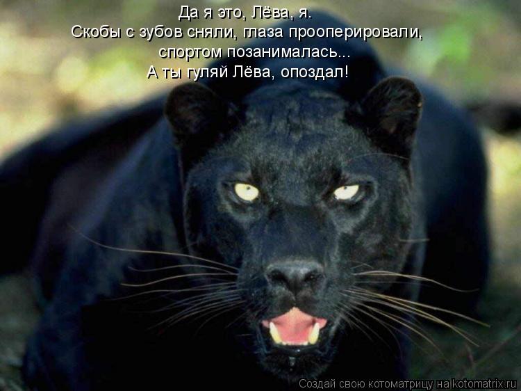 Котоматрица: Да я это, Лёва, я. Скобы с зубов сняли, глаза прооперировали, спортом позанималась... А ты гуляй Лёва, опоздал!