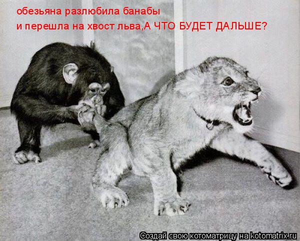 обезьяна разлюбила банабы и перешла на хвост льва,А ЧТО БУДЕТ ДАЛЬШЕ?... Котоматрица: обезьяна разлюбила банабы и перешла на хвост льва,А ЧТО БУДЕТ ДАЛЬШЕ?
