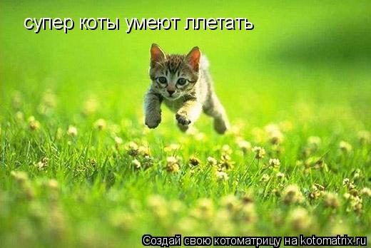 супер коты умеют ллетать... Котоматрица: супер коты умеют ллетать