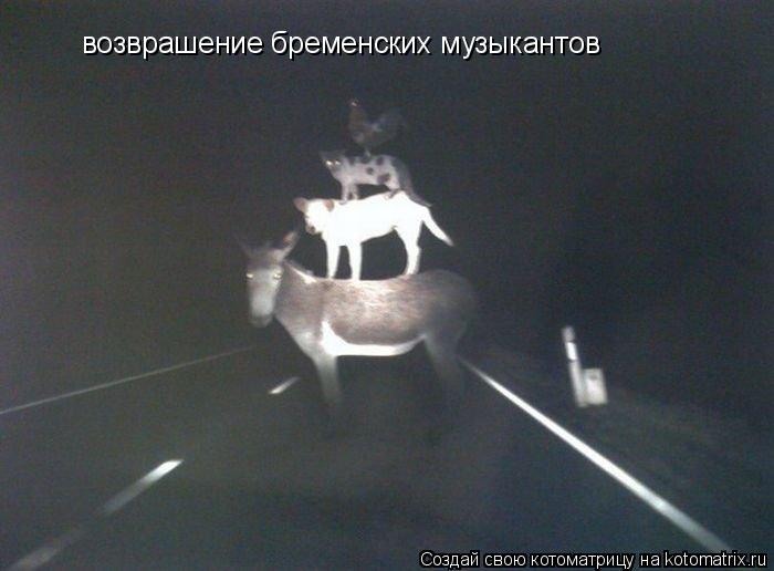 возврашение бременских музыкантов... Котоматрица: возврашение бременских музыкантов