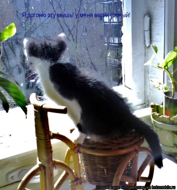 Я догоню эту мышь! у меня велик горный!... Котоматрица: Я догоню эту мышь! у меня велик горный!