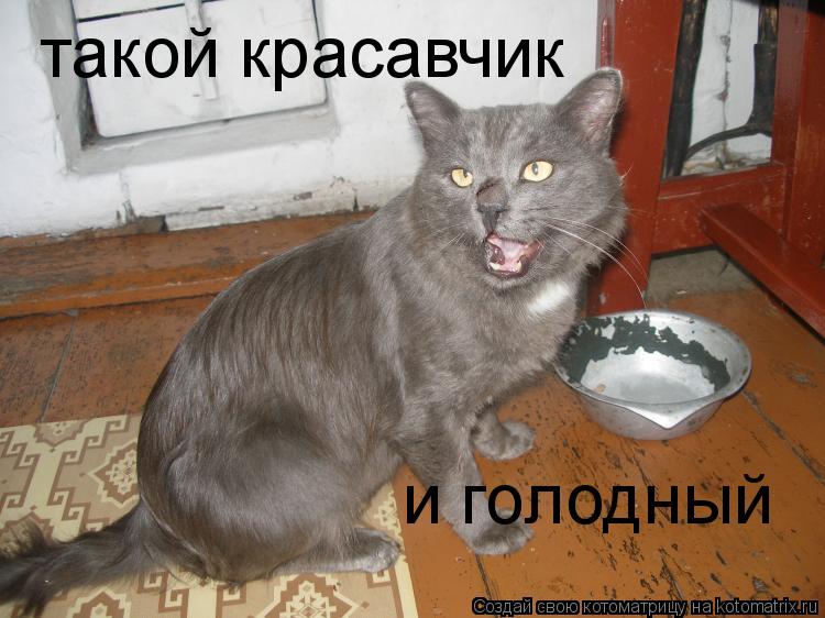 такой красавчик и голодный... Котоматрица: такой красавчик и голодный