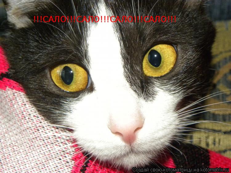 !!!САЛО!!!САЛО!!!САЛО!!!САЛО!!!... Котоматрица: !!!САЛО!!!САЛО!!!САЛО!!!САЛО!!!