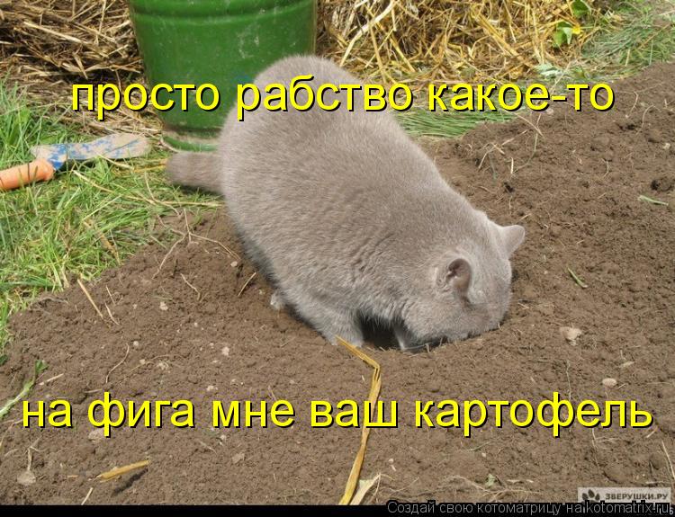 просто рабство какое-то на фига мне ваш картофель... Котоматрица: просто рабство какое-то на фига мне ваш картофель